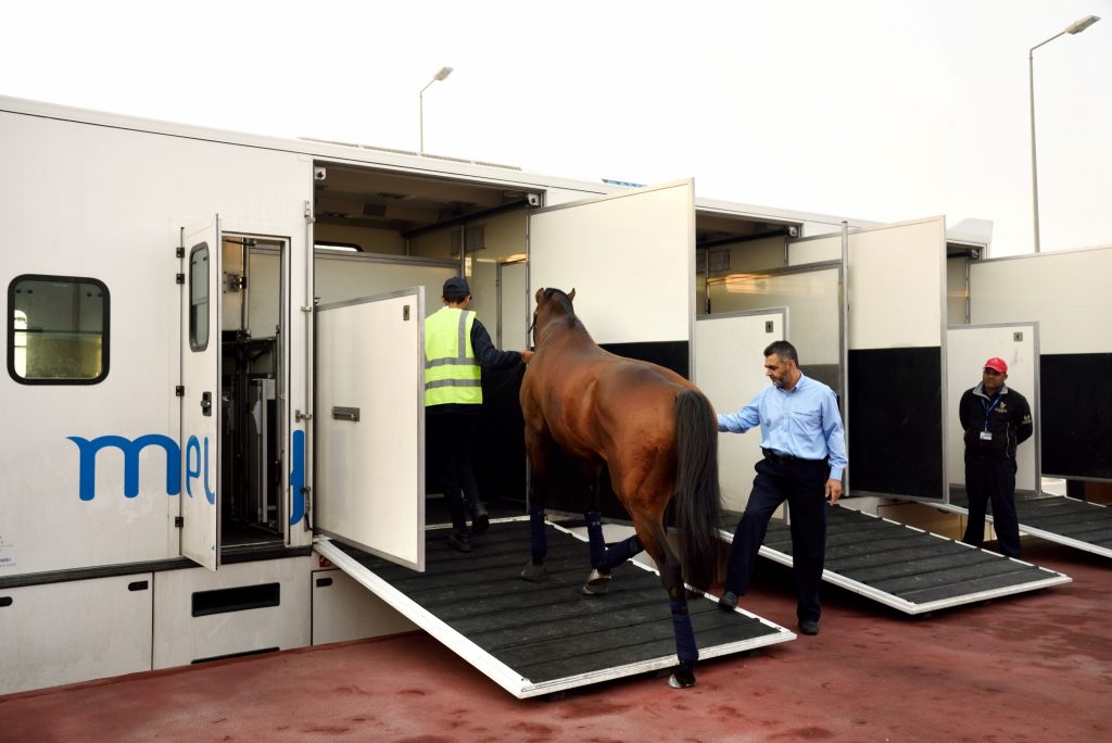 Horses boarding vehicles from horse ramp DWC